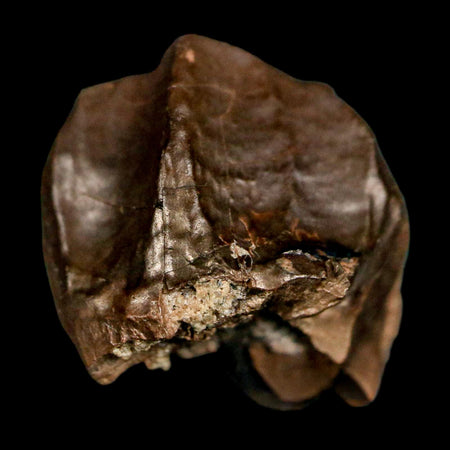 XL 0.7" Triceratops Fossil Crown Tooth Hell Creek FM Cretaceous Dinosaur MT COA