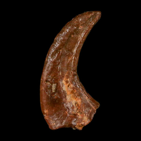 0.5" Dromaeosaurid Raptor Fossil Claw Cretaceous Age Dinosaur COA, Display - Fossil Age Minerals