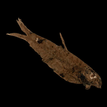 2.5" Knightia Eocaena Fossil Fish Green River FM Wyoming Eocene Age COA & Stand