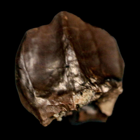 XL 0.7" Triceratops Fossil Crown Tooth Hell Creek FM Cretaceous Dinosaur MT COA