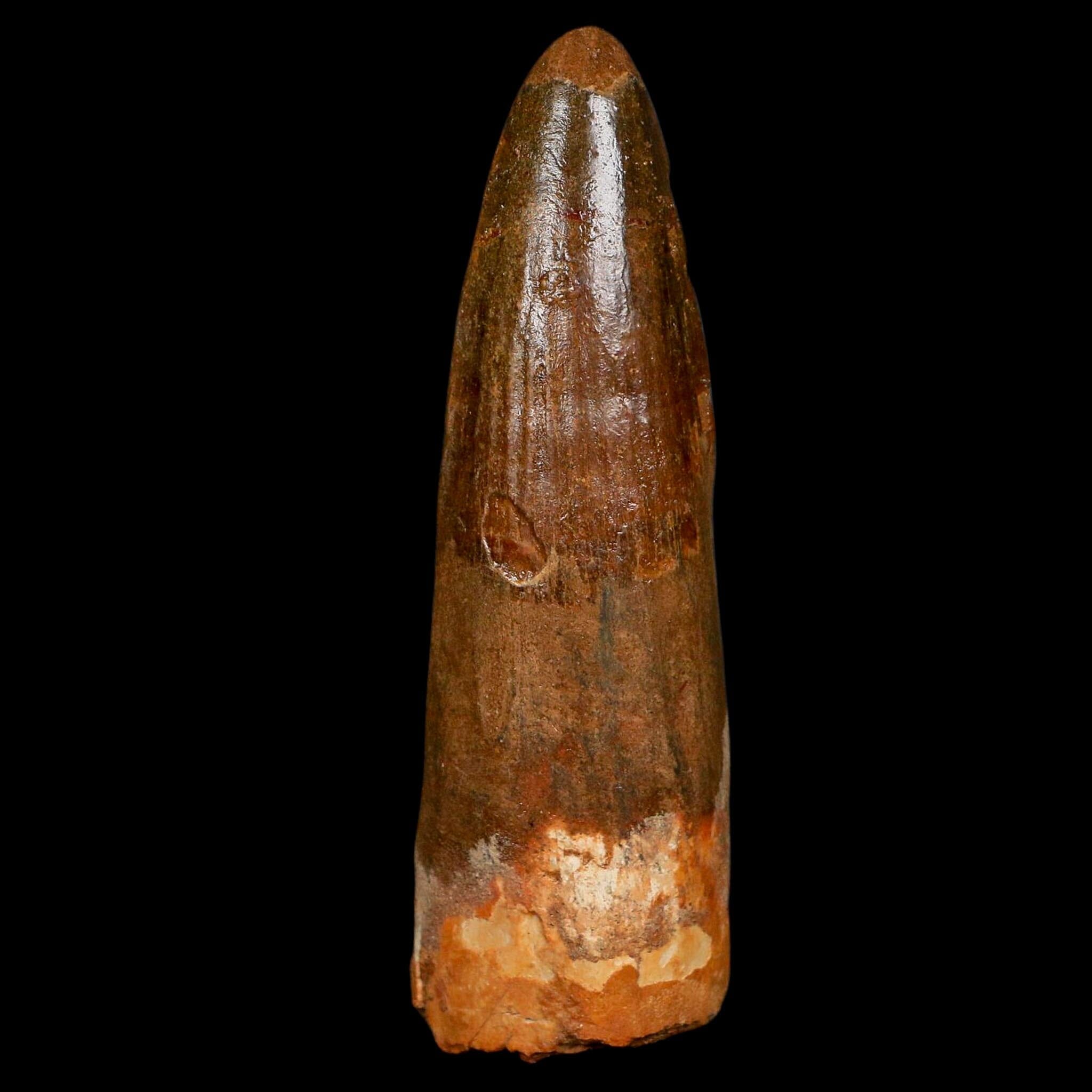 XL 3.6" Spinosaurus Fossil Tooth 100 Million Years Old Cretaceous Dinosaur COA