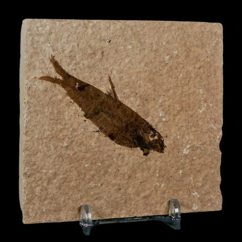 2.5" Knightia Eocaena Fossil Fish Green River FM Wyoming Eocene Age COA & Stand