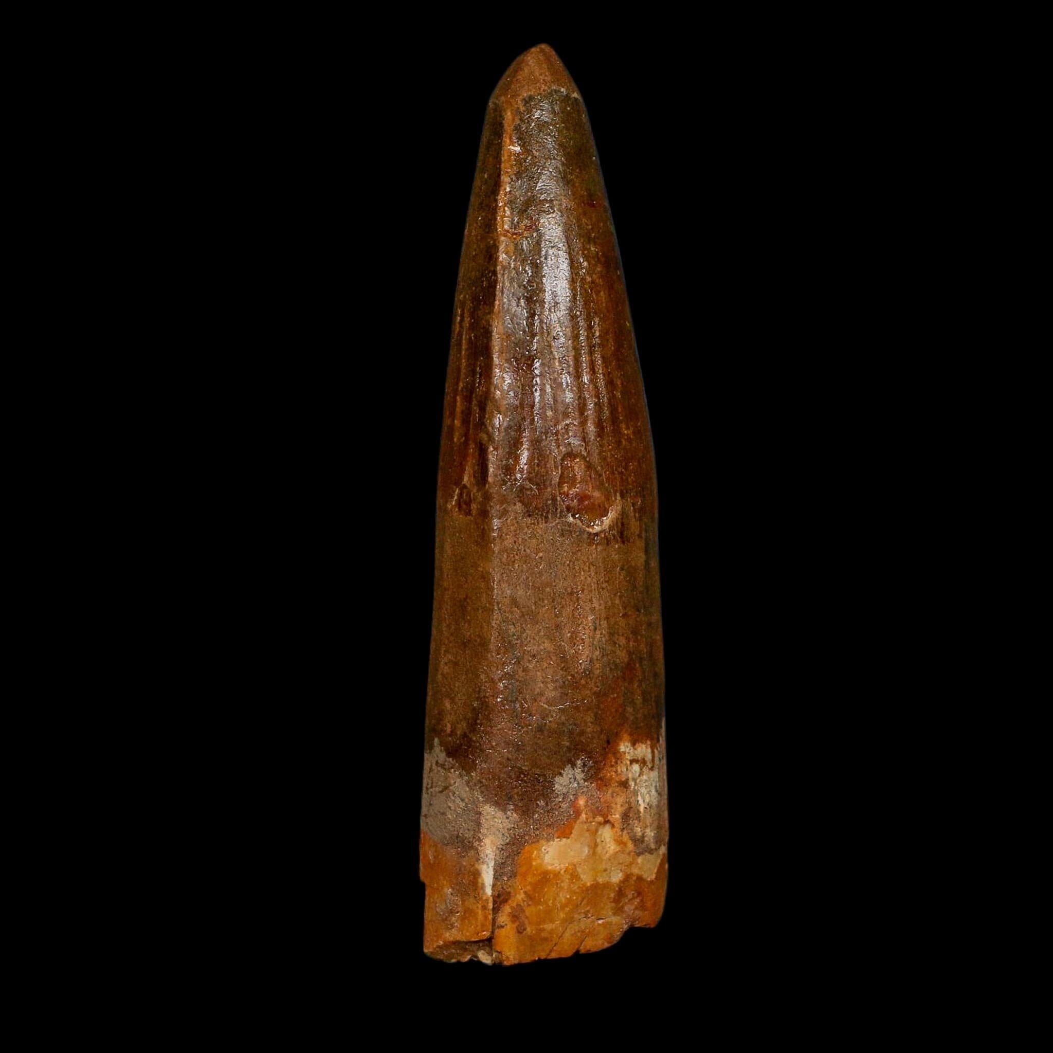 XL 3.6" Spinosaurus Fossil Tooth 100 Million Years Old Cretaceous Dinosaur COA