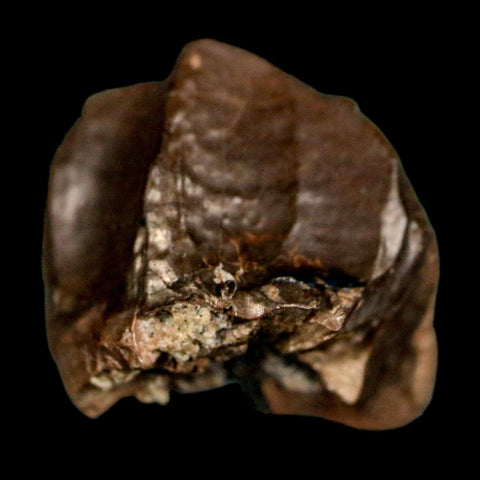 XL 0.7" Triceratops Fossil Crown Tooth Hell Creek FM Cretaceous Dinosaur MT COA