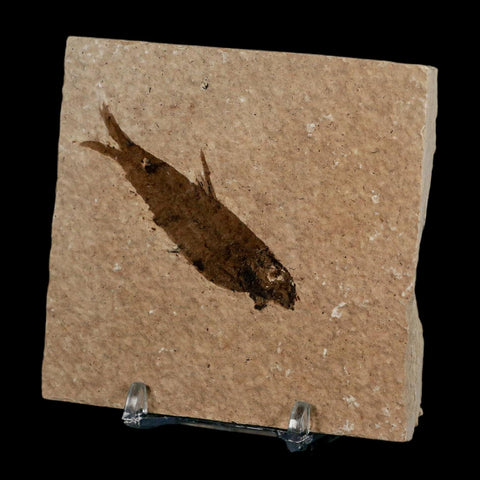 2.5" Knightia Eocaena Fossil Fish Green River FM Wyoming Eocene Age COA & Stand