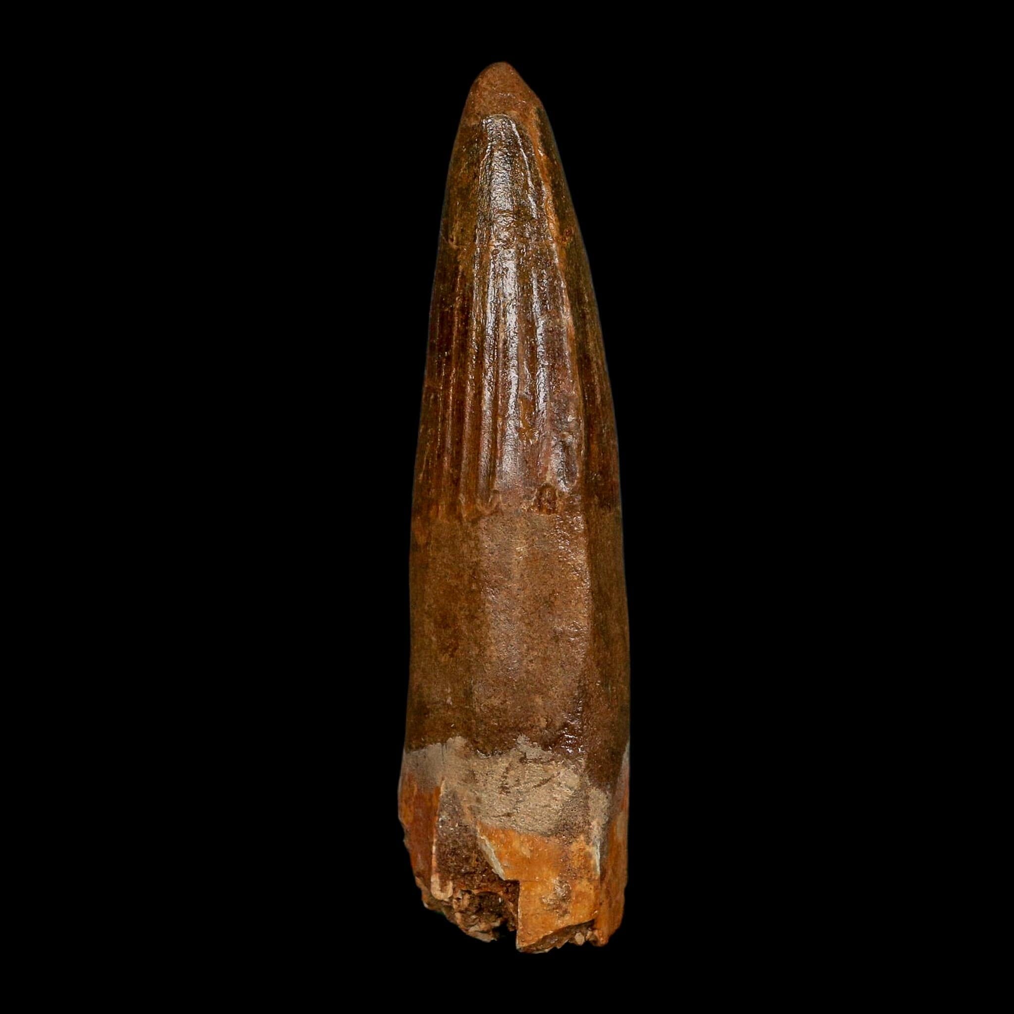 XL 3.6" Spinosaurus Fossil Tooth 100 Million Years Old Cretaceous Dinosaur COA