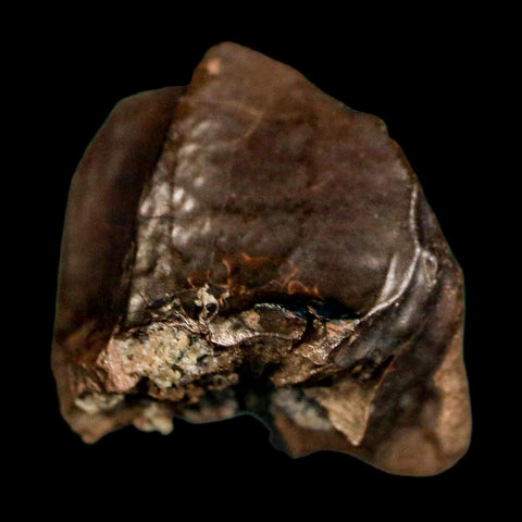 XL 0.7" Triceratops Fossil Crown Tooth Hell Creek FM Cretaceous Dinosaur MT COA