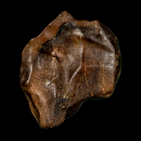 XL 0.7" Triceratops Fossil Crown Tooth Hell Creek FM Cretaceous Dinosaur MT COA