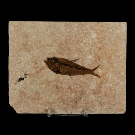 2.5" Diplomystus Dentatus Fossil Fish Green River FM WY Eocene Age COA, Stand