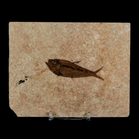 2.5" Diplomystus Dentatus Fossil Fish Green River FM WY Eocene Age COA, Stand