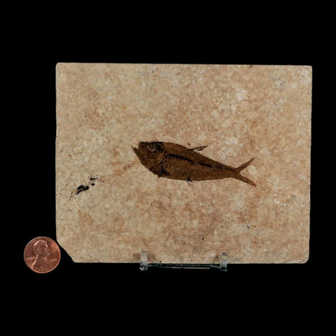 2.5" Diplomystus Dentatus Fossil Fish Green River FM WY Eocene Age COA, Stand