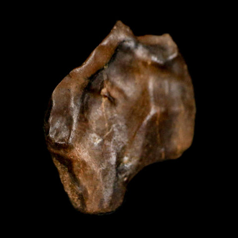 XL 0.7" Triceratops Fossil Crown Tooth Hell Creek FM Cretaceous Dinosaur MT COA