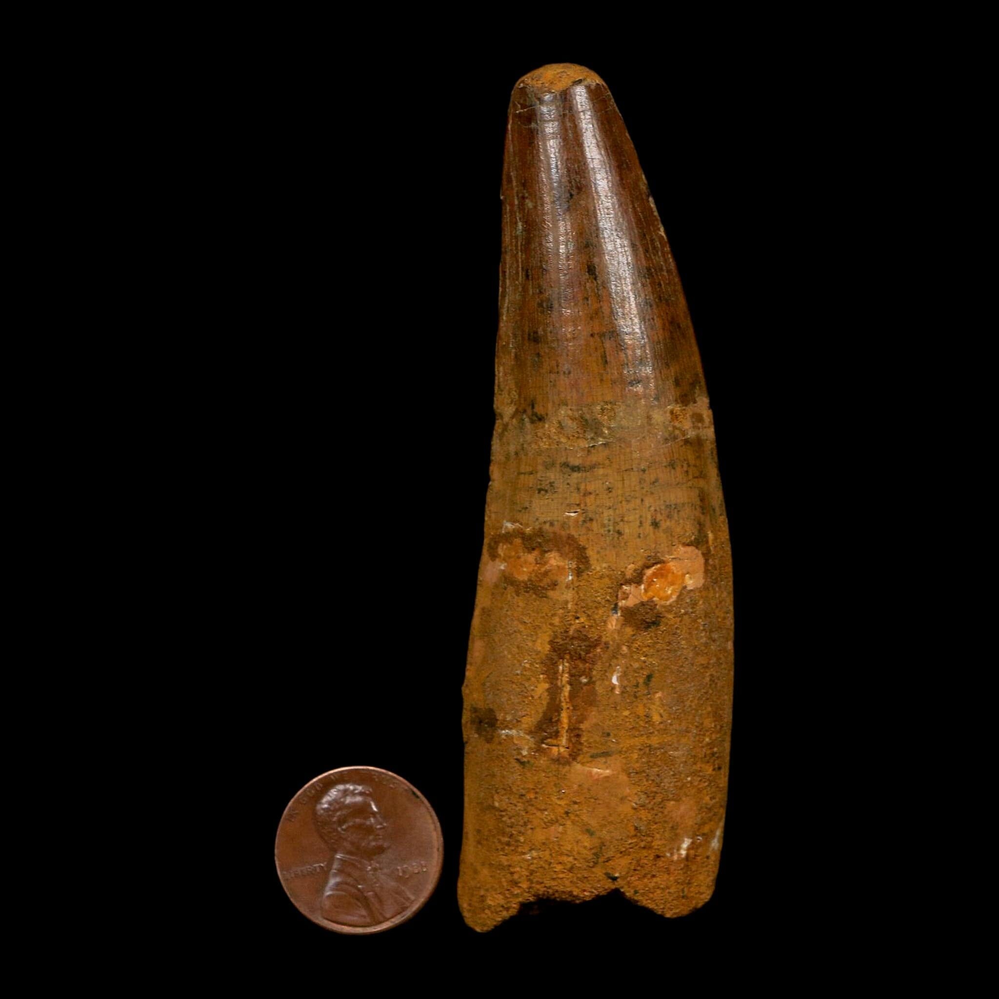 XL 3.7" Spinosaurus Fossil Tooth 100 Million Years Old Cretaceous Dinosaur COA