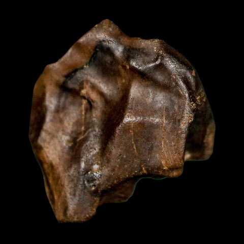 XL 0.7" Triceratops Fossil Crown Tooth Hell Creek FM Cretaceous Dinosaur MT COA