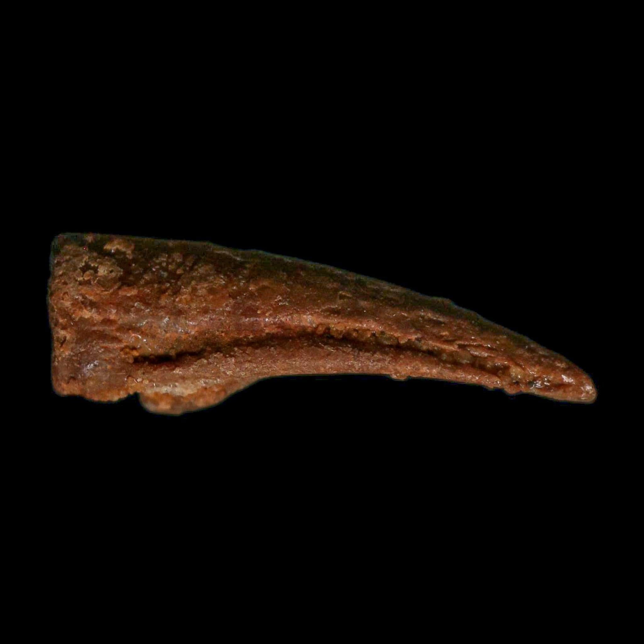0.7" Dromaeosaurid Raptor Fossil Claw Cretaceous Age Dinosaur COA, Display - Fossil Age Minerals