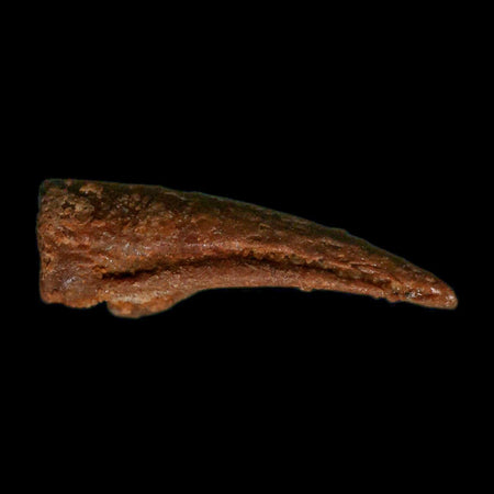 0.7" Dromaeosaurid Raptor Fossil Claw Cretaceous Age Dinosaur COA, Display