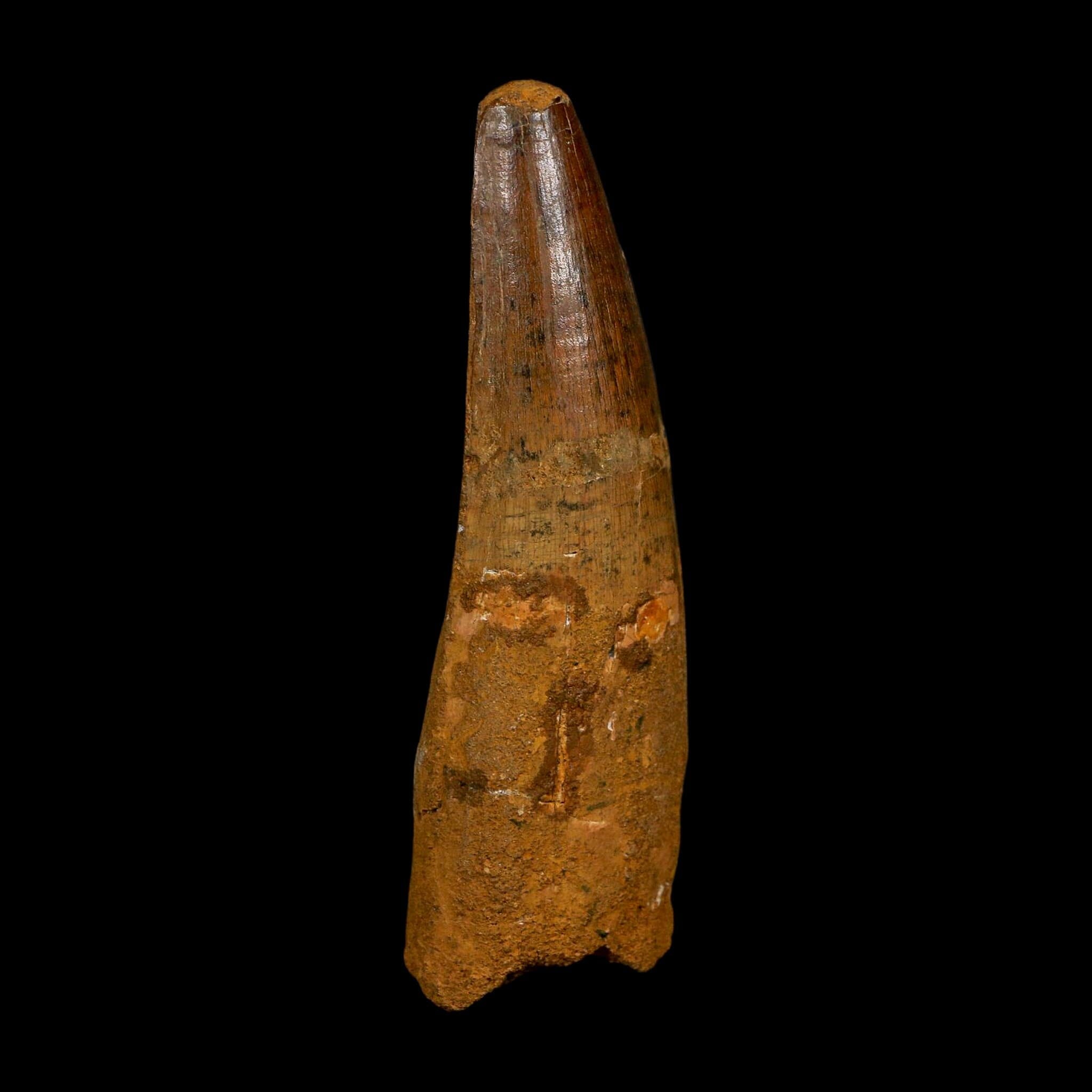 XL 3.7" Spinosaurus Fossil Tooth 100 Million Years Old Cretaceous Dinosaur COA