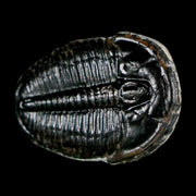 1" Elrathia Kingi Trilobite Fossil Utah Cambrian Age 521 Million Years Old COA