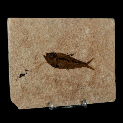 2.5" Diplomystus Dentatus Fossil Fish Green River FM WY Eocene Age COA, Stand