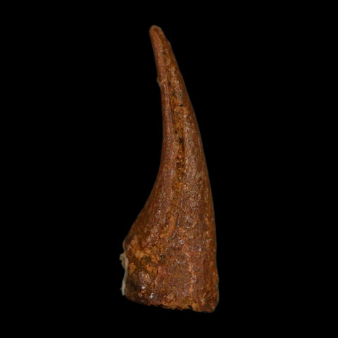 0.7" Dromaeosaurid Raptor Fossil Claw Cretaceous Age Dinosaur COA, Display - Fossil Age Minerals