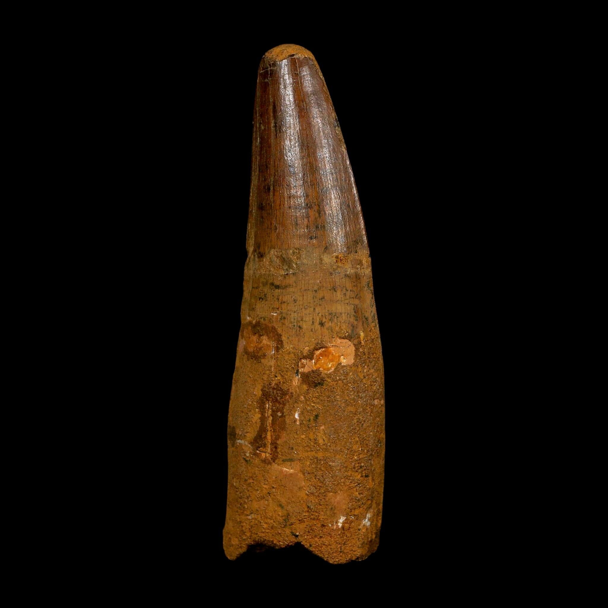 XL 3.7" Spinosaurus Fossil Tooth 100 Million Years Old Cretaceous Dinosaur COA