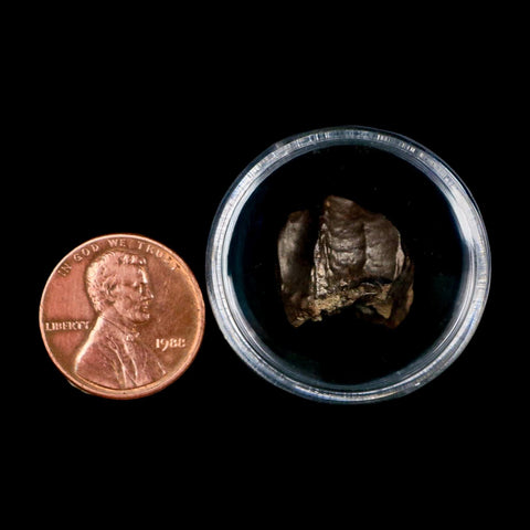 XL 0.7" Triceratops Fossil Crown Tooth Hell Creek FM Cretaceous Dinosaur MT COA