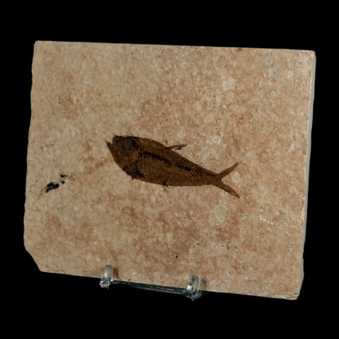 2.5" Diplomystus Dentatus Fossil Fish Green River FM WY Eocene Age COA, Stand