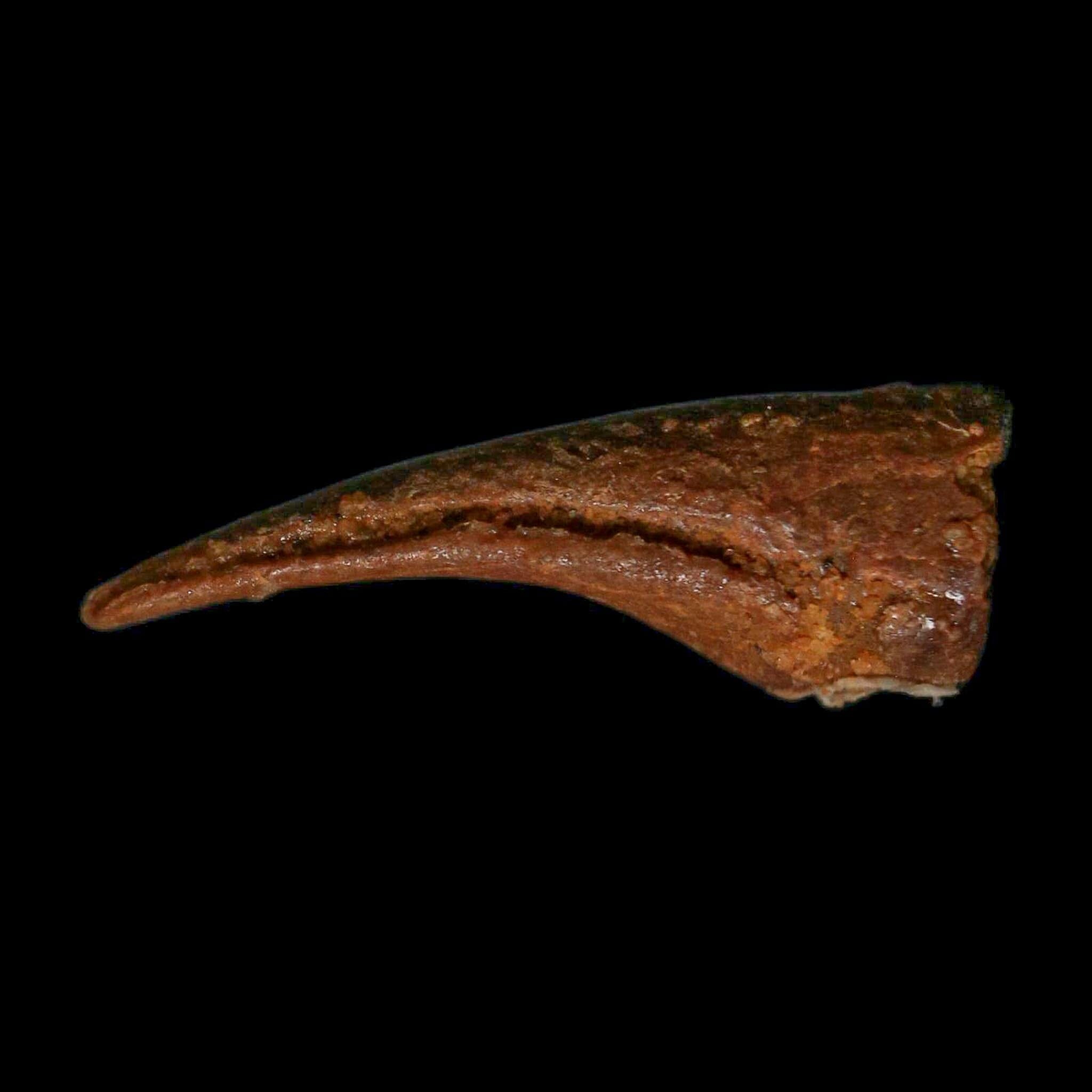 0.7" Dromaeosaurid Raptor Fossil Claw Cretaceous Age Dinosaur COA, Display - Fossil Age Minerals