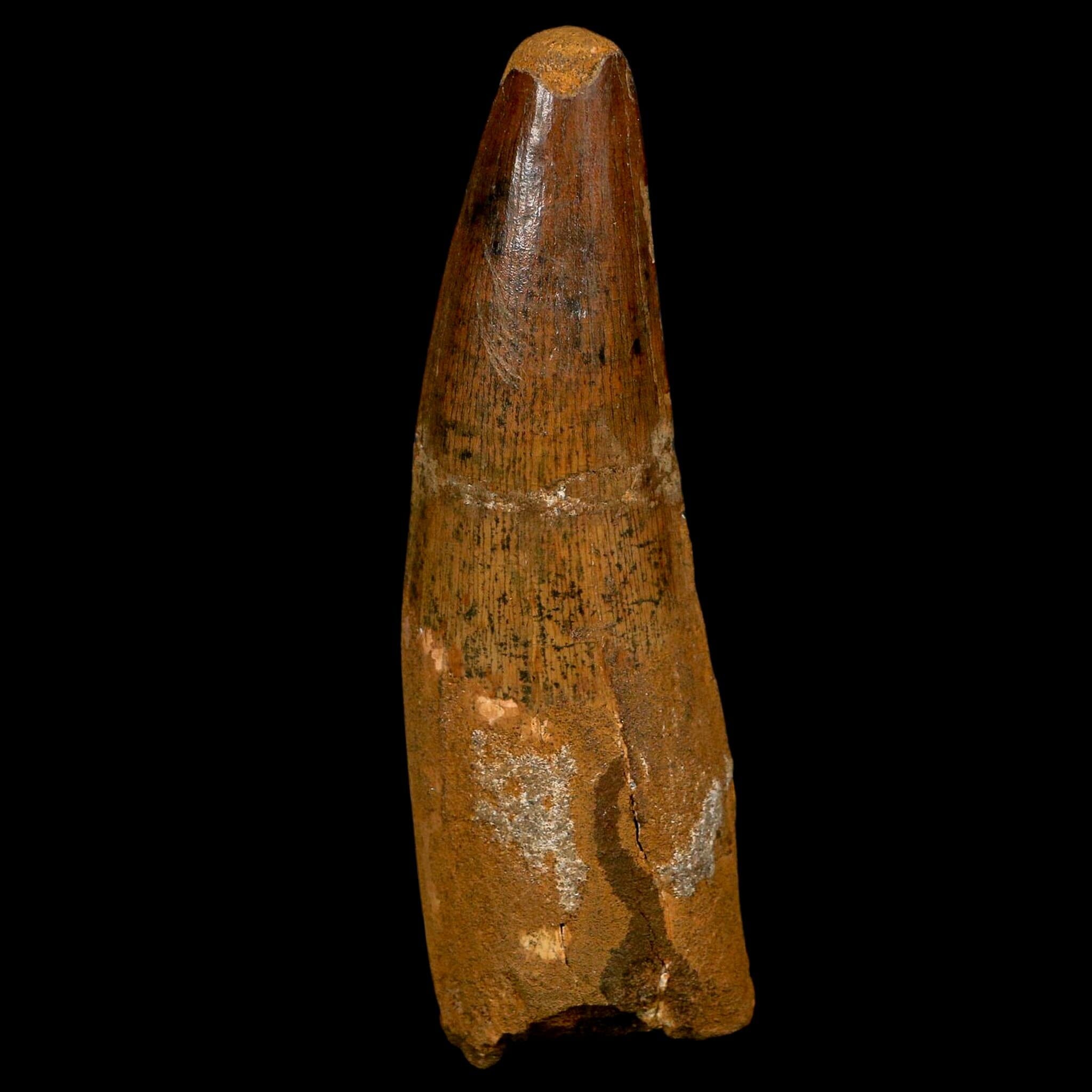 XL 3.7" Spinosaurus Fossil Tooth 100 Million Years Old Cretaceous Dinosaur COA