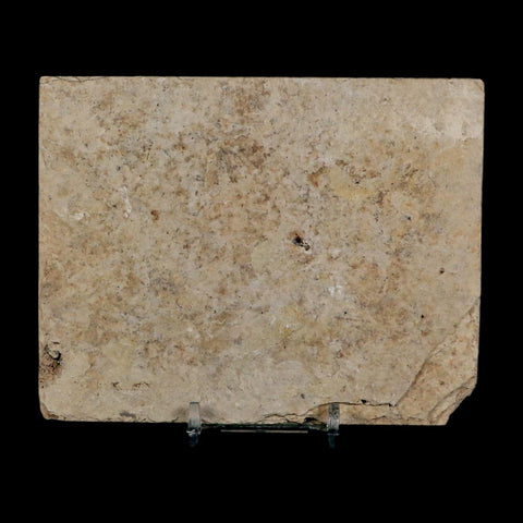 2.5" Diplomystus Dentatus Fossil Fish Green River FM WY Eocene Age COA, Stand