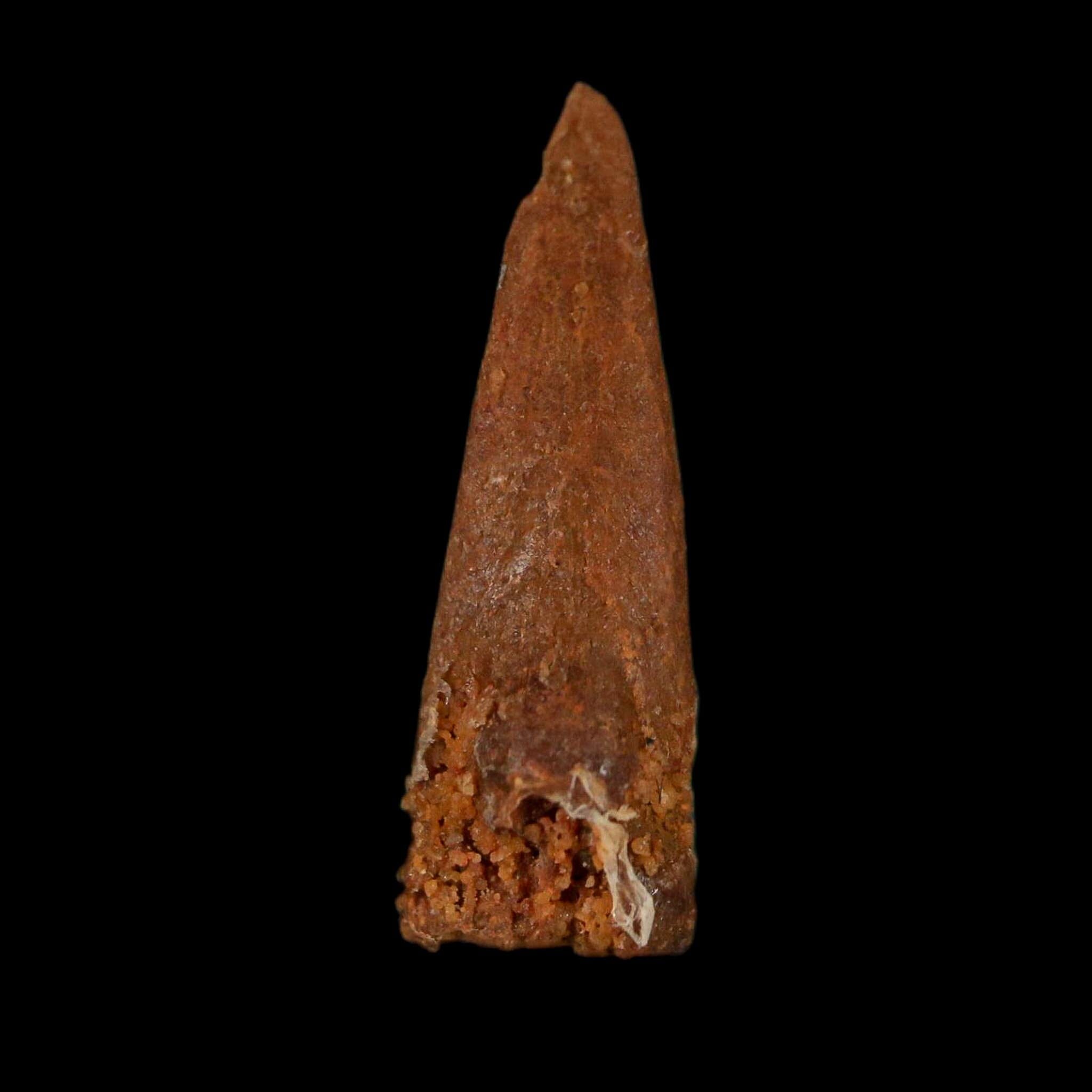 0.7" Dromaeosaurid Raptor Fossil Claw Cretaceous Age Dinosaur COA, Display - Fossil Age Minerals
