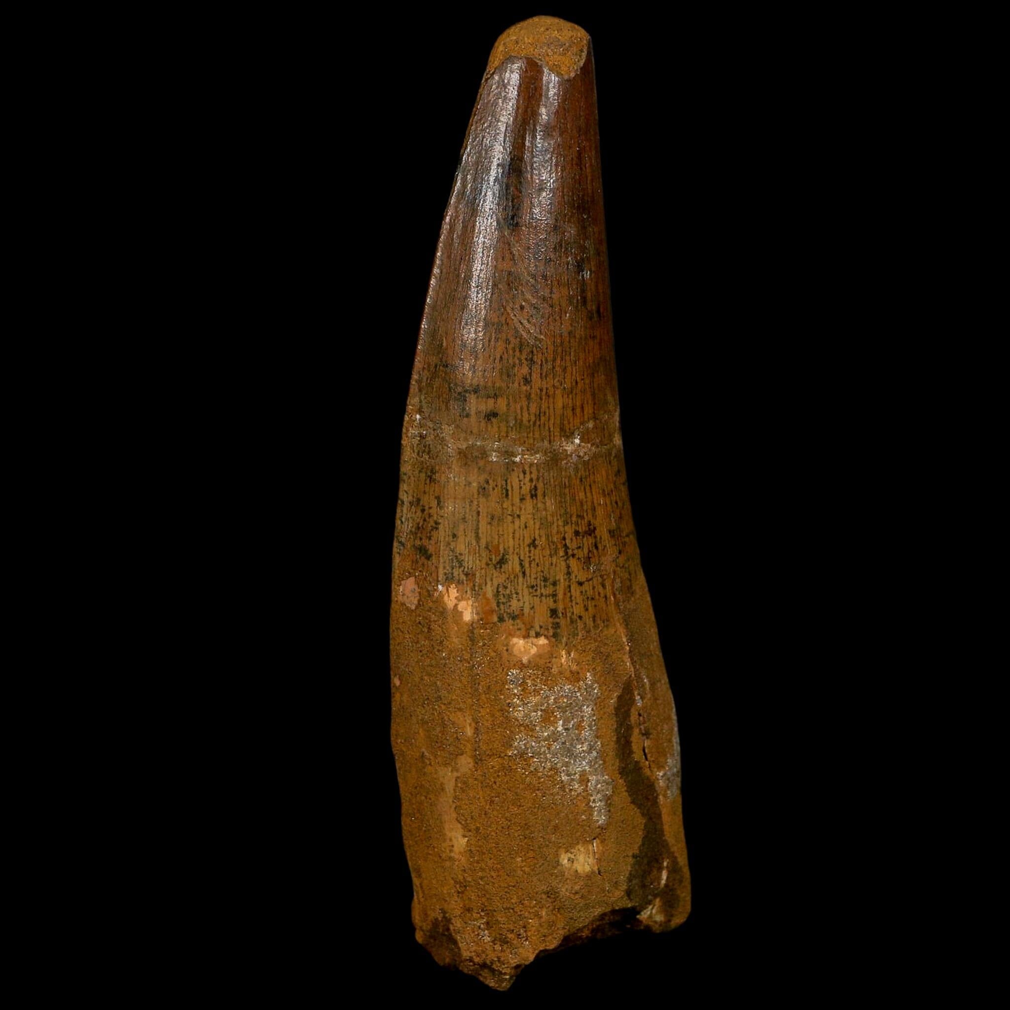 XL 3.7" Spinosaurus Fossil Tooth 100 Million Years Old Cretaceous Dinosaur COA