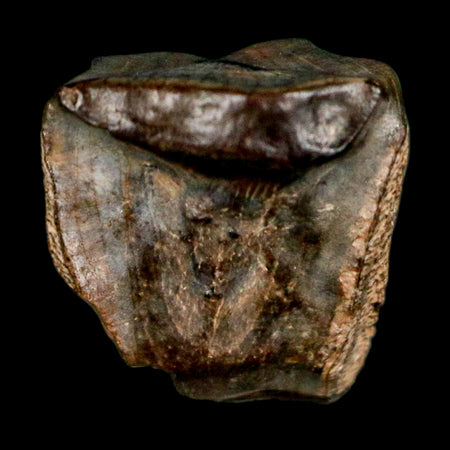 0.4" Triceratops Fossil Tooth Lance Creek FM Cretaceous Dinosaur WY COA Display