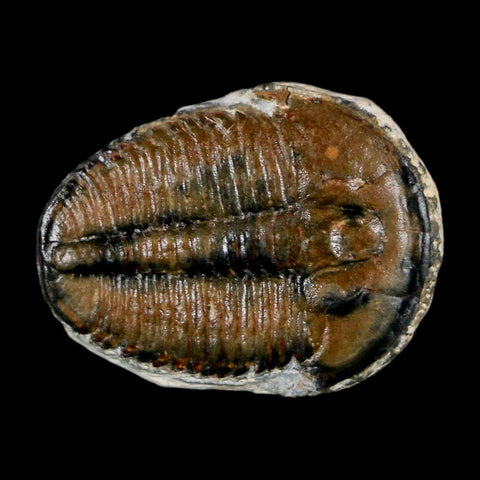 0.9" Elrathia Kingi Trilobite Fossil Utah Cambrian Age 521 Million Years Old COA - Fossil Age Minerals