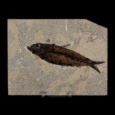 XL 4.4" Knightia Eocaena Fossil Fish Green River FM Wyoming Eocene Age COA & Stand