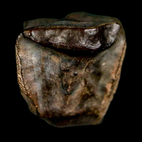 0.4" Triceratops Fossil Tooth Lance Creek FM Cretaceous Dinosaur WY COA Display