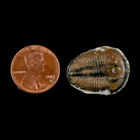 0.9" Elrathia Kingi Trilobite Fossil Utah Cambrian Age 521 Million Years Old COA - Fossil Age Minerals