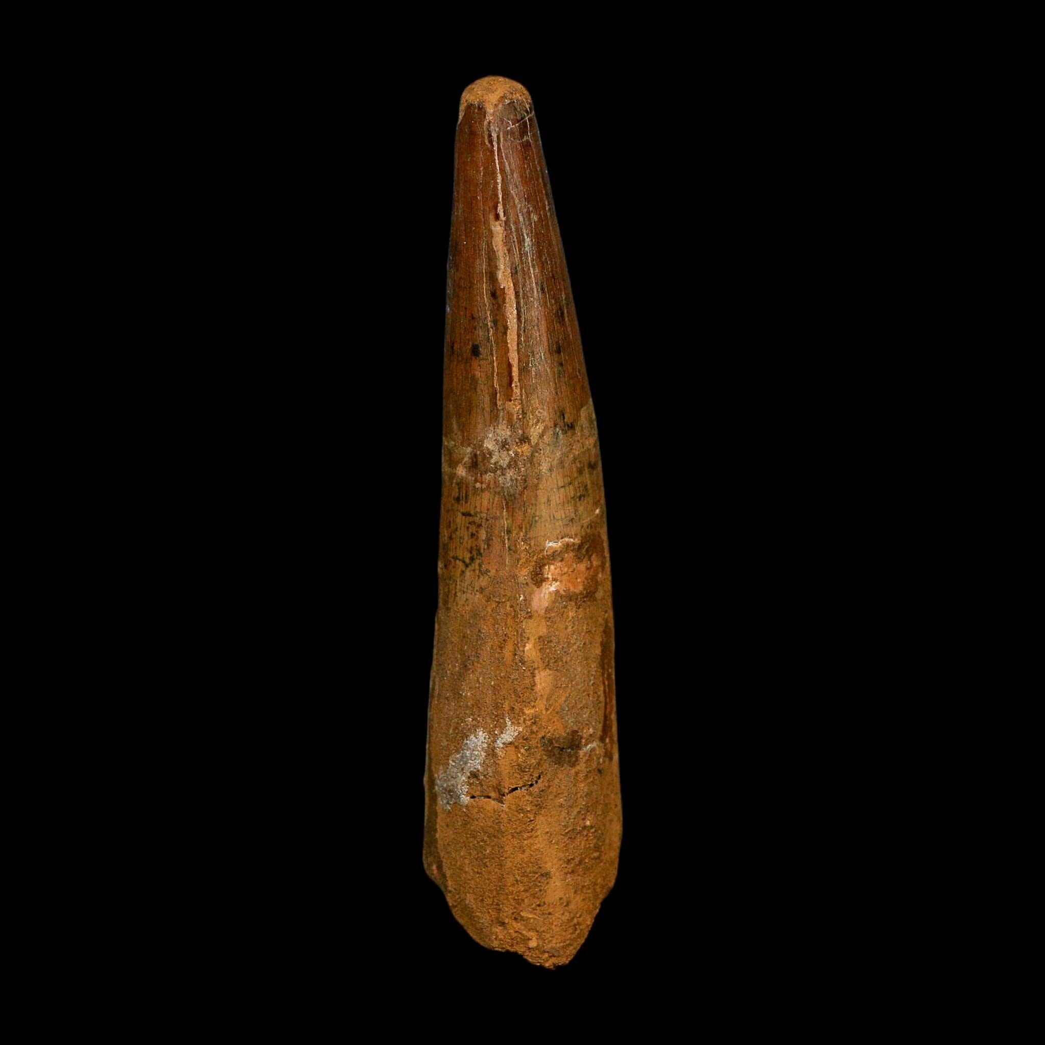 XL 3.7" Spinosaurus Fossil Tooth 100 Million Years Old Cretaceous Dinosaur COA
