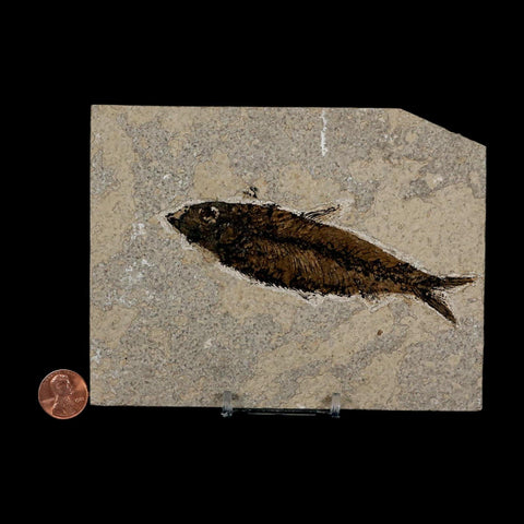 XL 4.4" Knightia Eocaena Fossil Fish Green River FM Wyoming Eocene Age COA & Stand