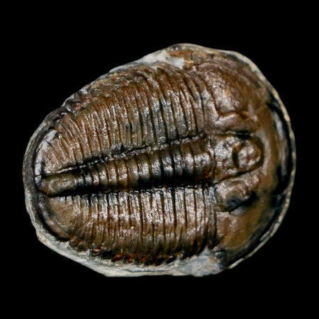 0.9" Elrathia Kingi Trilobite Fossil Utah Cambrian Age 521 Million Years Old COA