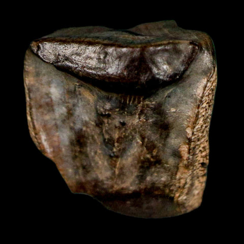 0.4" Triceratops Fossil Tooth Lance Creek FM Cretaceous Dinosaur WY COA Display