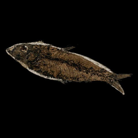 XL 4.4" Knightia Eocaena Fossil Fish Green River FM Wyoming Eocene Age COA & Stand