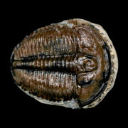 0.9" Elrathia Kingi Trilobite Fossil Utah Cambrian Age 521 Million Years Old COA