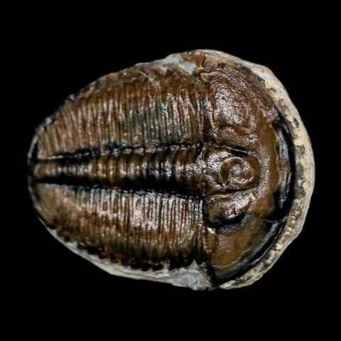 0.9" Elrathia Kingi Trilobite Fossil Utah Cambrian Age 521 Million Years Old COA - Fossil Age Minerals