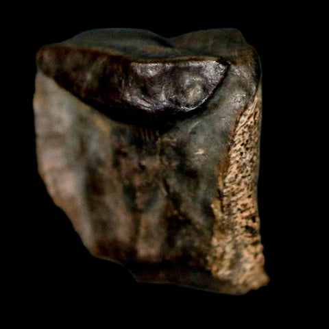 0.4" Triceratops Fossil Tooth Lance Creek FM Cretaceous Dinosaur WY COA Display