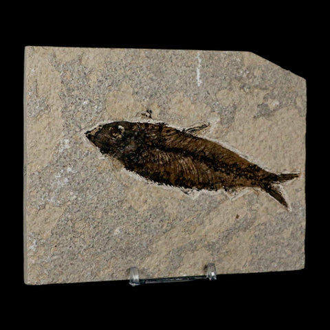 XL 4.4" Knightia Eocaena Fossil Fish Green River FM Wyoming Eocene Age COA & Stand