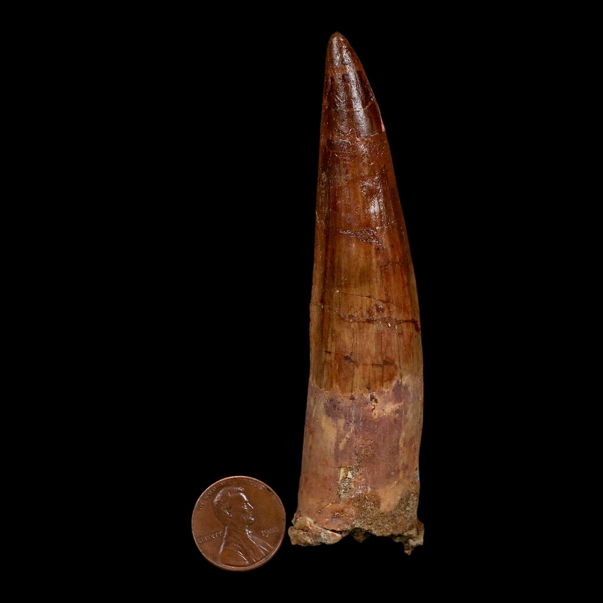 XL 4.1" Spinosaurus Fossil Tooth 100 Million Years Old Cretaceous Dinosaur COA