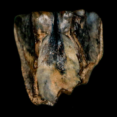 0.4" Triceratops Fossil Tooth Lance Creek FM Cretaceous Dinosaur WY COA Display