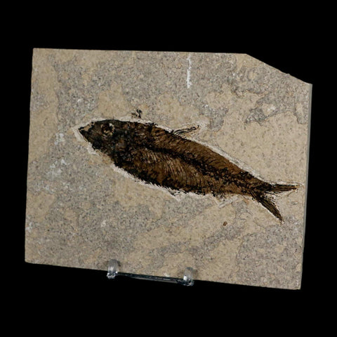 XL 4.4" Knightia Eocaena Fossil Fish Green River FM Wyoming Eocene Age COA & Stand