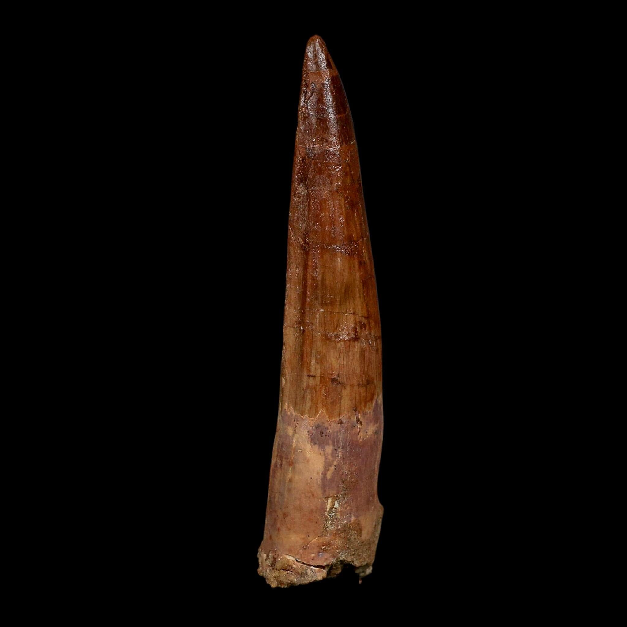 XL 4.1" Spinosaurus Fossil Tooth 100 Million Years Old Cretaceous Dinosaur COA